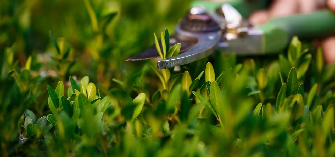 UGT insiste en garantizar mejoras reales para las personas trabajadoras del sector de jardinería